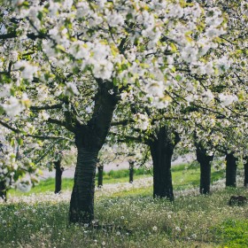 CarolineQuesnel-cerisier-00001